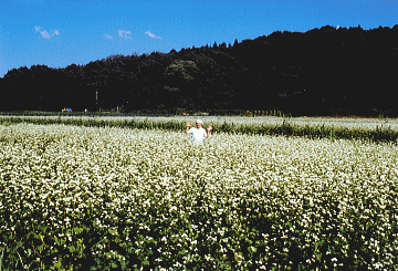 霧下そばの畑